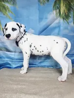 Fraidy brown LUA, a male Dalmatian for sale in Cape May, NJ – 9 of 9