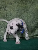 Mila blue , a male Dalmatian for sale in Cape May, NJ – 9 of 10