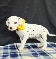 Dilly yellow, a female Dalmatian for sale in Cape May, NJ – 5 of 10