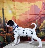 Carmella blue, a female Dalmatian for sale in Cape May, NJ – 5 of 10