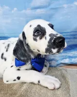 Fraidy blue LUA, a male Dalmatian for sale in Cape May, NJ – 3 of 10