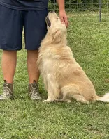 AKC full rights Golden , a male Golden Retriever for sale in Cape May, NJ – 4 of 9
