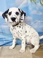 Fraidy green LUA , a male Dalmatian for sale in Cape May, NJ – 7 of 10