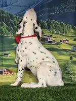 Aphrodite red, a male Dalmatian for sale in Cape May, NJ – 3 of 10