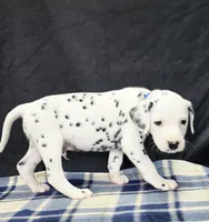 Dilly blue, a male Dalmatian for sale in Cape May, NJ – 5 of 10