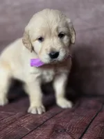 Golden purple, a female Golden Retriever for sale in Cape May, NJ – 2 of 10