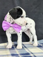 Dilly purple , a female Dalmatian for sale in Cape May, NJ – 2 of 10
