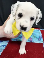 Opal yellow long coat, a female Dalmatian for sale in Cape May, NJ – 3 of 8