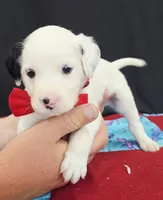 Opal red long coat, a male Dalmatian for sale in Cape May, NJ – 4 of 10