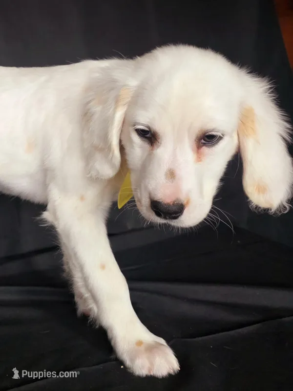 Yellow – Dalmatian puppy for sale in Cape May, NJ