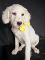 Yellow, a female Dalmatian for sale in Cape May, NJ – 5 of 10