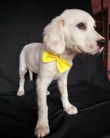 Yellow, a female Dalmatian for sale in Cape May, NJ – 9 of 10
