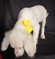 Yellow, a female Dalmatian for sale in Cape May, NJ – 3 of 10