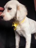 Yellow, a female Dalmatian for sale in Cape May, NJ – 4 of 10