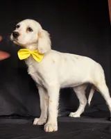 Yellow, a female Dalmatian for sale in Cape May, NJ – 8 of 10