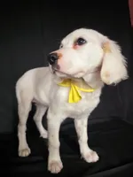 Yellow, a female Dalmatian for sale in Cape May, NJ – 6 of 10