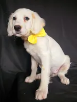 Yellow, a female Dalmatian for sale in Cape May, NJ – 7 of 10