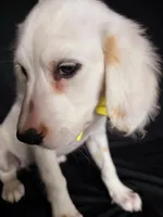 Yellow, a female Dalmatian for sale in Cape May, NJ – 10 of 10
