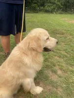 AKC full rights Golden , a male Golden Retriever for sale in Cape May, NJ – 2 of 9