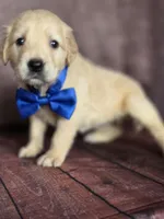 Golden blue, a male Golden Retriever for sale in Cape May, NJ – 5 of 10