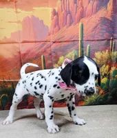 Carmella pink, a female Dalmatian for sale in Cape May, NJ – 9 of 10
