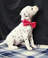 Dilly pink , a female Dalmatian for sale in Cape May, NJ – 6 of 10