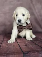 Golden brown, a male Golden Retriever for sale in Cape May, NJ – 4 of 7