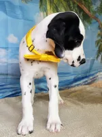 Fraidy yellow lua, a female Dalmatian for sale in Cape May, NJ – 6 of 10