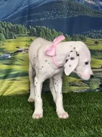 Aphrodite pink LUA, a female Dalmatian for sale in Cape May, NJ – 8 of 10