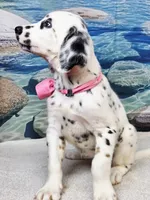 Jacora long coat tricolor , a female Dalmatian for sale in Cape May, NJ – 9 of 10