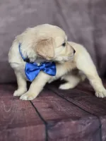 Golden blue, a male Golden Retriever for sale in Cape May, NJ – 8 of 10