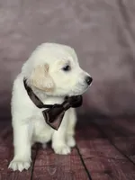 Golden brown, a male Golden Retriever for sale in Cape May, NJ – 3 of 7