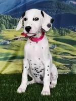 Aphrodite hot pink LUA , a female Dalmatian for sale in Cape May, NJ – 6 of 10