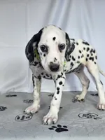 Zoomi neon green, a female Dalmatian for sale in Cape May, NJ – 7 of 10