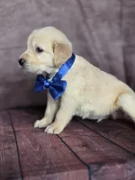 Golden blue, a male Golden Retriever for sale in Cape May, NJ – 3 of 10
