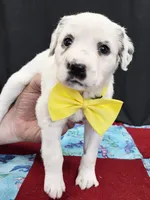 Opal yellow long coat, a female Dalmatian for sale in Cape May, NJ – 2 of 8