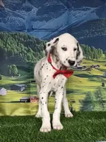 Aphrodite red, a male Dalmatian for sale in Cape May, NJ – 4 of 10