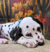 Carmella aqua, a female Dalmatian for sale in Cape May, NJ – 9 of 10