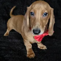 Waffles red, a male Miniature Dachshund for sale in Cape May, NJ – Photo 9 of 10