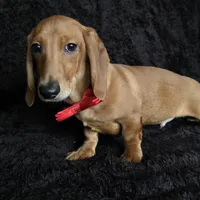 Waffles red, a male Miniature Dachshund for sale in Cape May, NJ – Photo 7 of 10