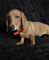 Waffles red, a male Miniature Dachshund for sale in Cape May, NJ – Photo 7 of 10