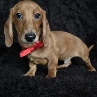 Waffles red, a male Miniature Dachshund for sale in Cape May, NJ – Photo 4 of 10