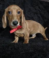 Waffles red, a male Miniature Dachshund for sale in Cape May, NJ – Photo 4 of 10