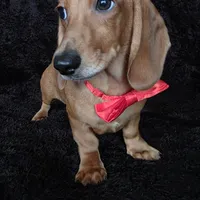 Waffles red, a male Miniature Dachshund for sale in Cape May, NJ – Photo 10 of 10