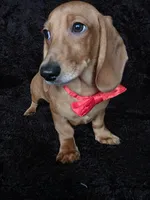 Waffles red, a male Miniature Dachshund for sale in Cape May, NJ – Photo 10 of 10