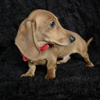 Waffles red, a male Miniature Dachshund for sale in Cape May, NJ – Photo 5 of 10
