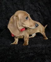 Waffles red, a male Miniature Dachshund for sale in Cape May, NJ – Photo 5 of 10