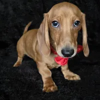Waffles red, a male Miniature Dachshund for sale in Cape May, NJ – Photo 1 of 10