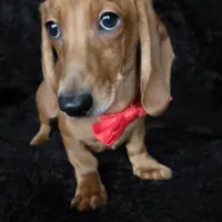 Waffles red, a male Miniature Dachshund for sale in Cape May, NJ – Photo 3 of 10