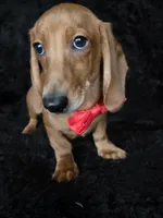 Waffles red, a male Miniature Dachshund for sale in Cape May, NJ – Photo 3 of 10